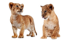 Side View Of A Lion Cub Standing, Looking Down, 10 Weeks Old, Isolated On White
