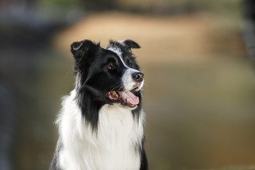 Canvas Print - Dog breed Border Collie walking in autumn park