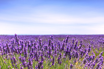 Wall Mural - Lavender flower blooming fields horizon. Valensole Provence, Fra