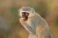 Portrait Of A Vervet Monkey (Cercopithecus Aethiops), Kruger National Park, South Africa.