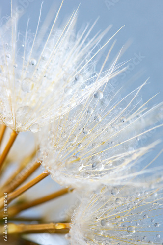 Naklejka - mata magnetyczna na lodówkę Close-up of dandelion with drops