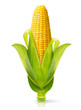 Corn isolated 