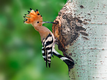 Hoopoe At Nest Hole At Tree Trunk With Raised Crown