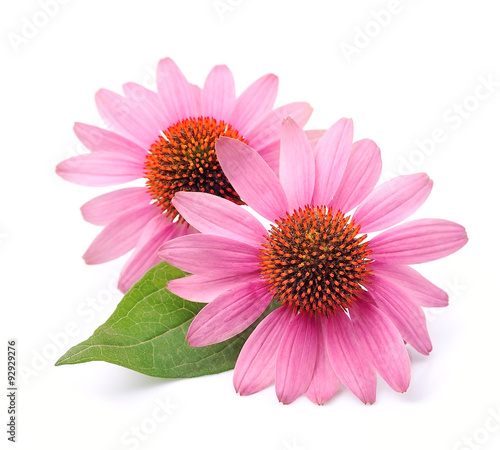 Fensteraufkleber Blumen fensteraufkleber blumen Fensteraufkleber Blumen fensteraufkleber blumen