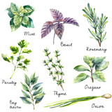 Watercolor collection of fresh herbs isolated.