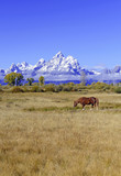 Fototapeta Konie - Horses and Grand Teton and the Teton Range, Grand Teton National Park, Wyoming, USA