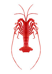 polygonal rock lobster, polygon sea life, isolated vector illust