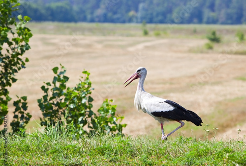 Obraz w ramie Stork in a field