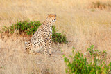 Fototapeta Sawanna - Male cheetah in Masai Mara