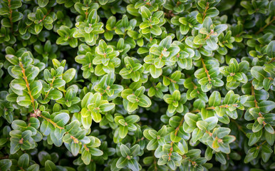 Boxwood background