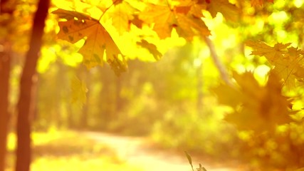 Poster - Falling autumn leaves over yellow autumnal background