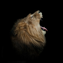 Lion Yawning On Black Profile
