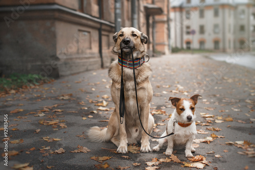 Mixed breed dog and Jack Russell Terrier walking in autumn park Poster