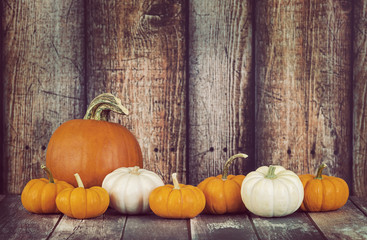 Wall Mural - Pie pumpkin and mini pumpkins in a row against rustic wooden background