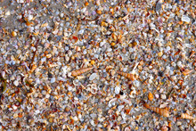 Sea Shells On The Beach, Trang, Thailand.