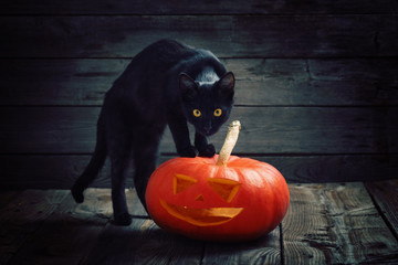 Wall Mural - Halloween pumpkin and black cat on wooden background