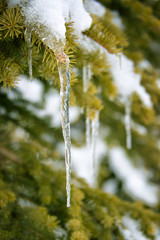 Wall Mural - close up of an icicle hanging on a snowy pine tree branch in winter