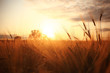 Leinwandbild Motiv Sunset in Europe in a wheat field