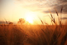 Sunset In Europe In A Wheat Field