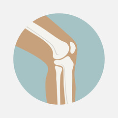 Human knee joint