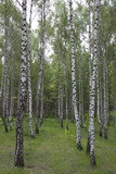 Fototapeta Natura - Spring in birch grove
