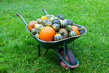 Wheelbarrow Full Of Pumpkins Free Stock Photo - Public Domain Pictures
