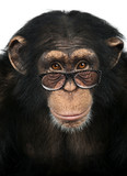 Fototapeta Zwierzęta - Close-up of a Chimpanzee looking at the camera, Pan troglodytes