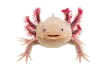 Axolotl (Ambystoma mexicanum) in front of a white background