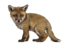 Fox Cub (7 Weeks Old) In Front Of A White Background