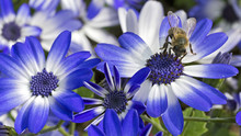 Bee Working On Blue And White Flowers