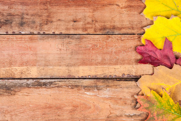 Autumn maple leaves over old wooden background with copy space