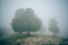 Fog On A Hillside With Trees. Siberia