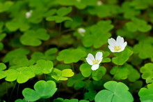 Common Wood Sorrel Blossom And Leaves Are Edible - Oxalis Acetosella