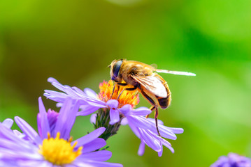 Wall Mural - Bee on the flower