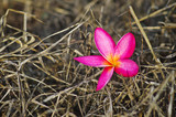 Fototapeta Na ścianę - flower in fields