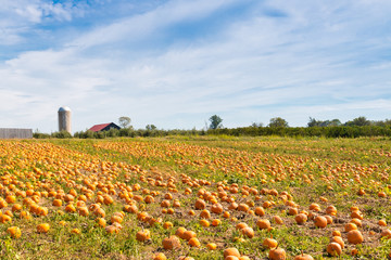 Wall Mural - Pumpkin field in a country farm,   autumn landscape.