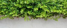White Plastered Wall With Green Hedge, Background