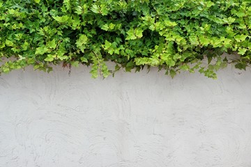 White Plastered Wall With Green Hedge, Background