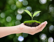 Hand holding plant on bokeh background , Ecology concept