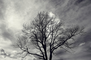 lone tree without leaves in autumn