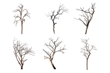 dead tree isolated on white background