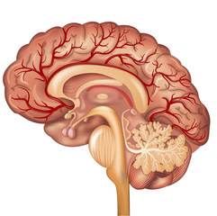 brain and blood vessels of the brain