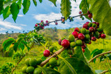 Fototapeta Góry - Coffee farm in Manizales, Colombia