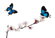 Isolated Sakura Blooms And Two Blue Butterflies