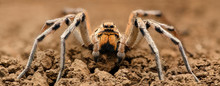 Extreme Magnification  - Wolf Spider, Full Body Shot, High Resolution