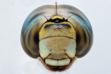 extreme closeup of a dragonfly head - front view