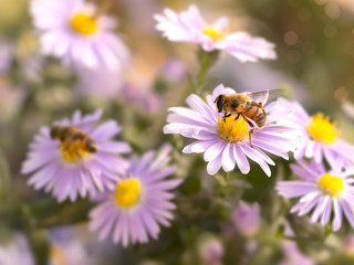 closeup honey bee on blue New York aster ( (botanical name: Aster novi-belgii or Symphyotrichum novi-belgii)