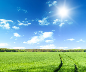 Wall Mural - green field under blue sky with white clouds