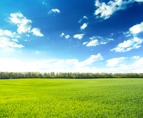 Wall Mural - green field under blue sky with white clouds
