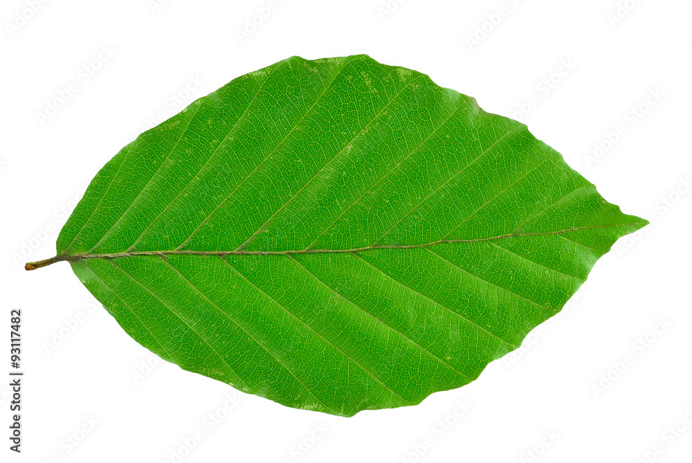beech leaf isolated on white background - obrazy, fototapety, plakaty 